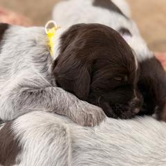 Yellow Girl - Brown and gray female Wirehaired Pointing Griffon puppy in Sheldon, Vermont from Ole Poor Farm