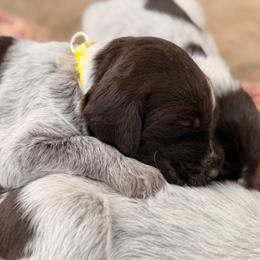 Yellow Girl - Brown and gray female Wirehaired Pointing Griffon puppy in Sheldon, Vermont from Ole Poor Farm
