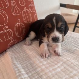 Beagle Puppies from Whitney Ranch Beagles