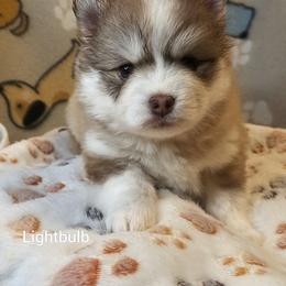 Lightbulb - Red and white female Pomsky puppy in Blackfoot, Idaho from Snake River Pomskys