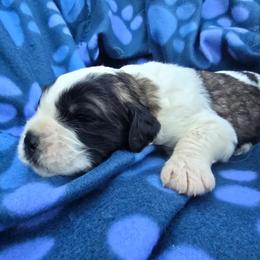 Rare giant female - Brown and white female Saint Berdoodle puppy in Castle Rock, Washington from PNW Saint Berdoodles