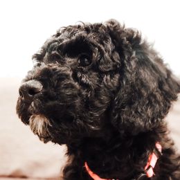 Aussiedoodle Puppies from Adorable Aqua AussieDoodles