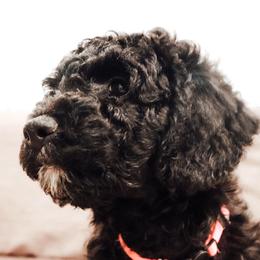 Aussiedoodle Puppies from Adorable Aqua AussieDoodles