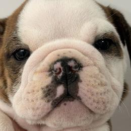 Bulldogs from Southland Bulldogs