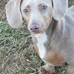 Gemma - Dachshund