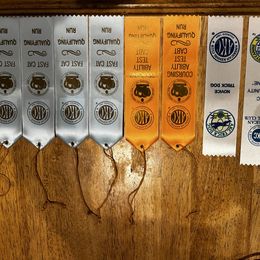 English Springer Spaniel All Grown Up from Llewellyn Farms English Springer Spaniels