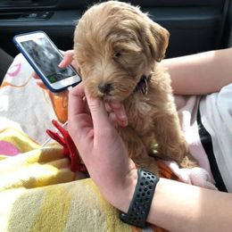 Goldendoodle and Labradoodle Puppies from Oopsie Doodles of NC