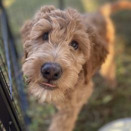 Goldendoodle Puppies from Dhalia’s Doodles