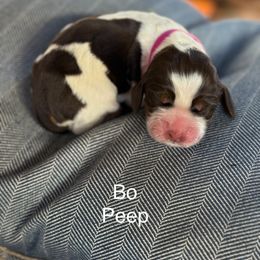 Bo Peep - Liver white and tan female English Springer Spaniel puppy in Hillsboro, Virginia from Hillsboro Springers