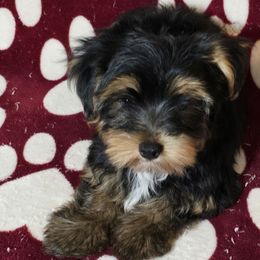 Arnold - Black and tan male Yorkshire Terrier puppy in Aiken, South Carolina from Yorkshires Yorkies