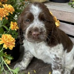 English Springer Spaniels from Osborne Rocky Ridge Farms