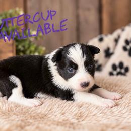 Buttercup - Black female Border Collie puppy in Sanger, California from Flying M Cactus Ranch Buddies