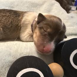 Marion - Purple - Sable and white female Collie puppy in Morocco, Indiana from Collegiate Bassets and Rheign Collies