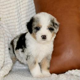 Jingle -MERLE TRI - Blue merle female Bernedoodle puppy in Apple Creek, Ohio from Arlene Hershberger