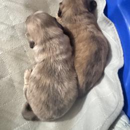 Dachshund Puppies from hHamilton Creek long haired mini dachshunds
