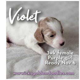 Violet - Parti female Goldendoodle puppy in Fort Worth, Texas from Stacy Warwick