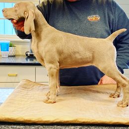 Weimaraner Puppies from Magic’s  Weimaraners