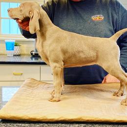 Weimaraner Puppies from Magic’s  Weimaraners