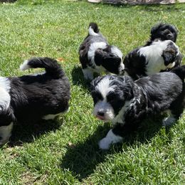 Aussiedoodle and Australian Shepherd Puppies from Sunrise Mountain Aussies