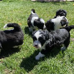 Aussiedoodle and Australian Shepherd Puppies from Sunrise Mountain Aussies