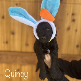 John Quincy - Black and white Sheepadoodle puppy in Cleburne, Texas from DoodlesOjoy