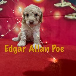 Edgar Allan Poe - Cream male Australian Labradoodle puppy in Alamo, Texas from QuiSal Labradoodles