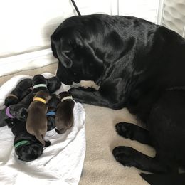Labrador Retriever Puppies from Jody Parisi's Dunluce Labrador Retrievers