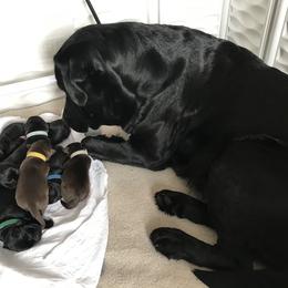Labrador Retriever Puppies from Jody Parisi's Dunluce Labrador Retrievers