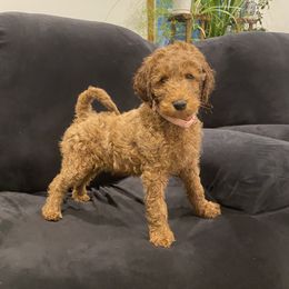 Poodle Puppies from Shamrock’s Poodles