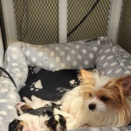 Biewer Terrier and Yorkshire Terrier Puppies from 1.StarDreamPups