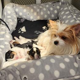 Biewer Terrier and Yorkshire Terrier Puppies from 1.StarDreamPups