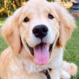 Golden Retrievers and Labrador Retrievers from Honeyfield Retrievers
