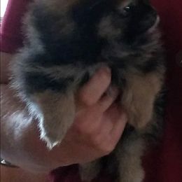 Pomeranian Puppies from Andrea's Pomeranians