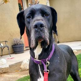 Great Danes from So Cal Great Danes