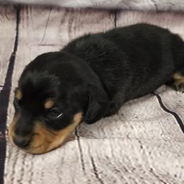 Boone - Black and tan male Dachshund puppy in Anaconda, Montana from Williams Family Dachshunds