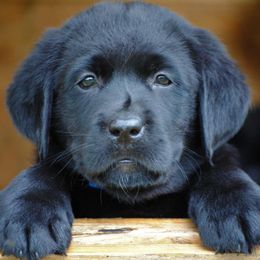 Labrador Retriever Puppies from Cove Labradors