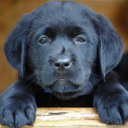 Labrador Retriever Puppies from Cove Labradors
