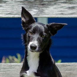 Sol - Border Collie