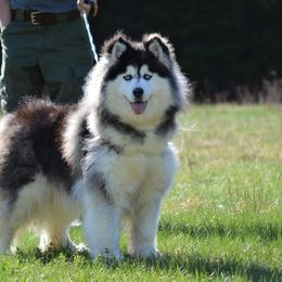 Piper - Siberian Husky
