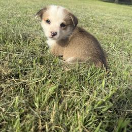 Hoppy - White and red female Pembroke Welsh Corgi puppy in Godley, Texas from Bradley Kennels