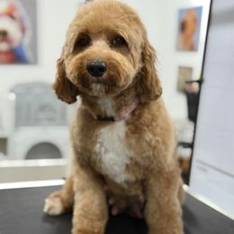 coco - Cavapoo