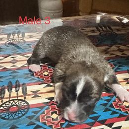 Pembroke Welsh Corgi Puppies from Flying Z ranch