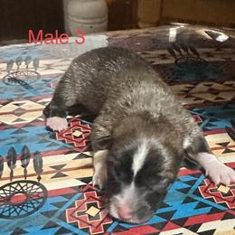 Pembroke Welsh Corgi Puppies from Flying Z ranch