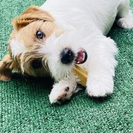 Russell Terrier Puppies from Chardonnay Russells