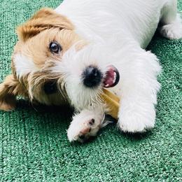 Russell Terrier Puppies from Chardonnay Russells