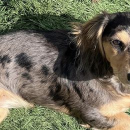 Dachshunds from ADH Dachshunds