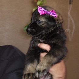 Girl 3 - German Shepherd puppy in Texas from Figueroa's K9