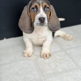 Basset Hound Puppies from Central Kentucky Basset Hounds
