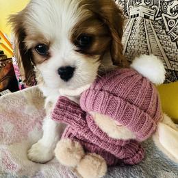 Snow - Blenheim male Cavalier King Charles Spaniel puppy in Tunbridge, Vermont from Solheimar