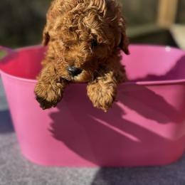 Pepa (Baby 3) - Red  female Poodle puppy in Rocky Top, Tennessee from WayMakers Papillons & Poodles